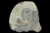 Four Fossil Crinoids (Eretmocrinus & Dichocrinus) - Gilmore City, Iowa #157206-2